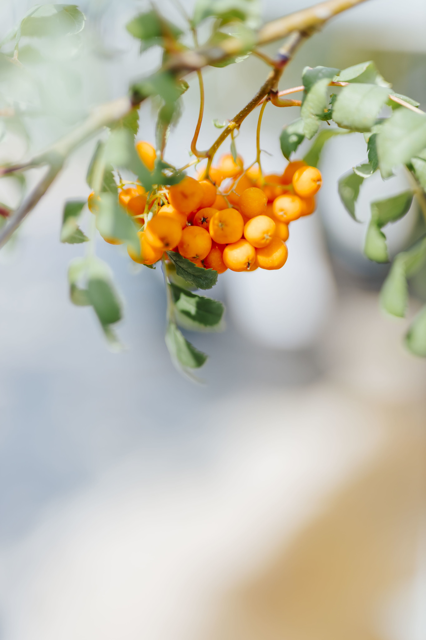 Mountain Ash Luxor Pyramidal