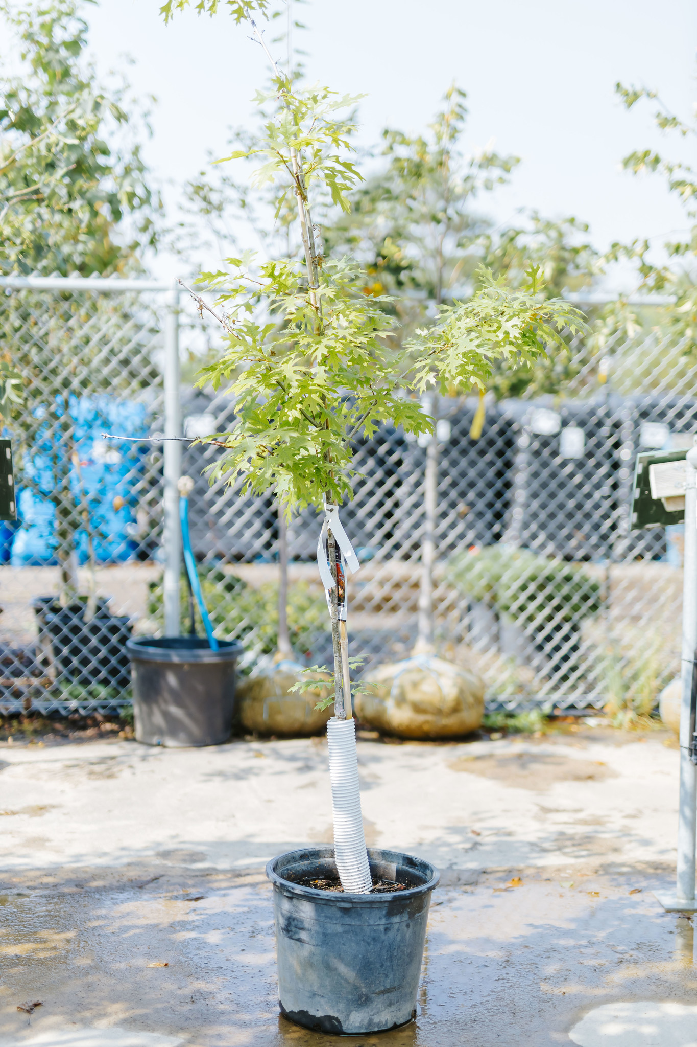 Oak Majestic Skies Northern Pin