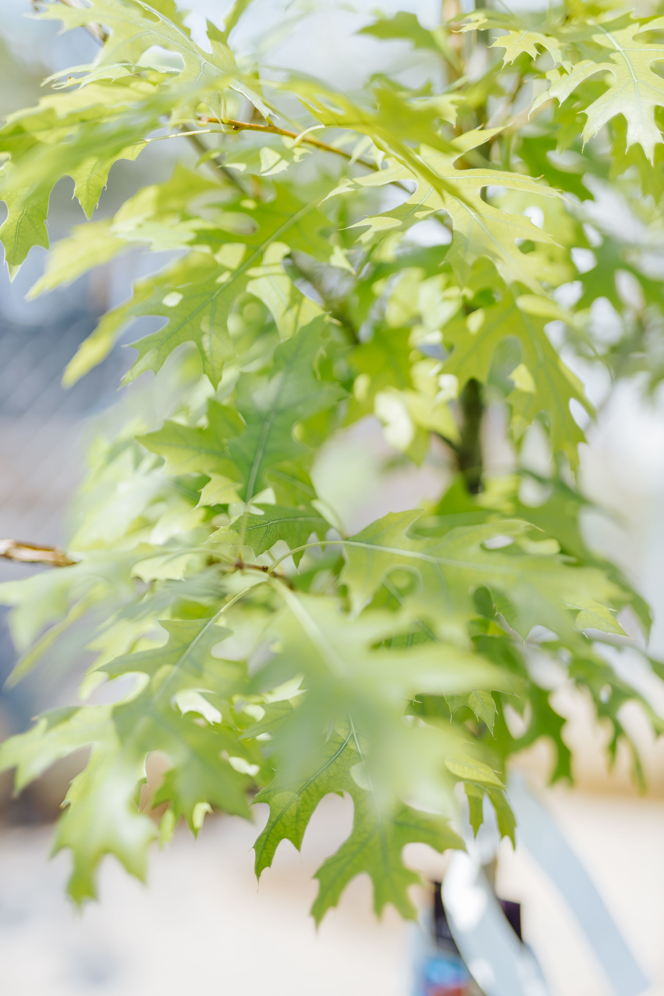 Oak Majestic Skies Northern Pin