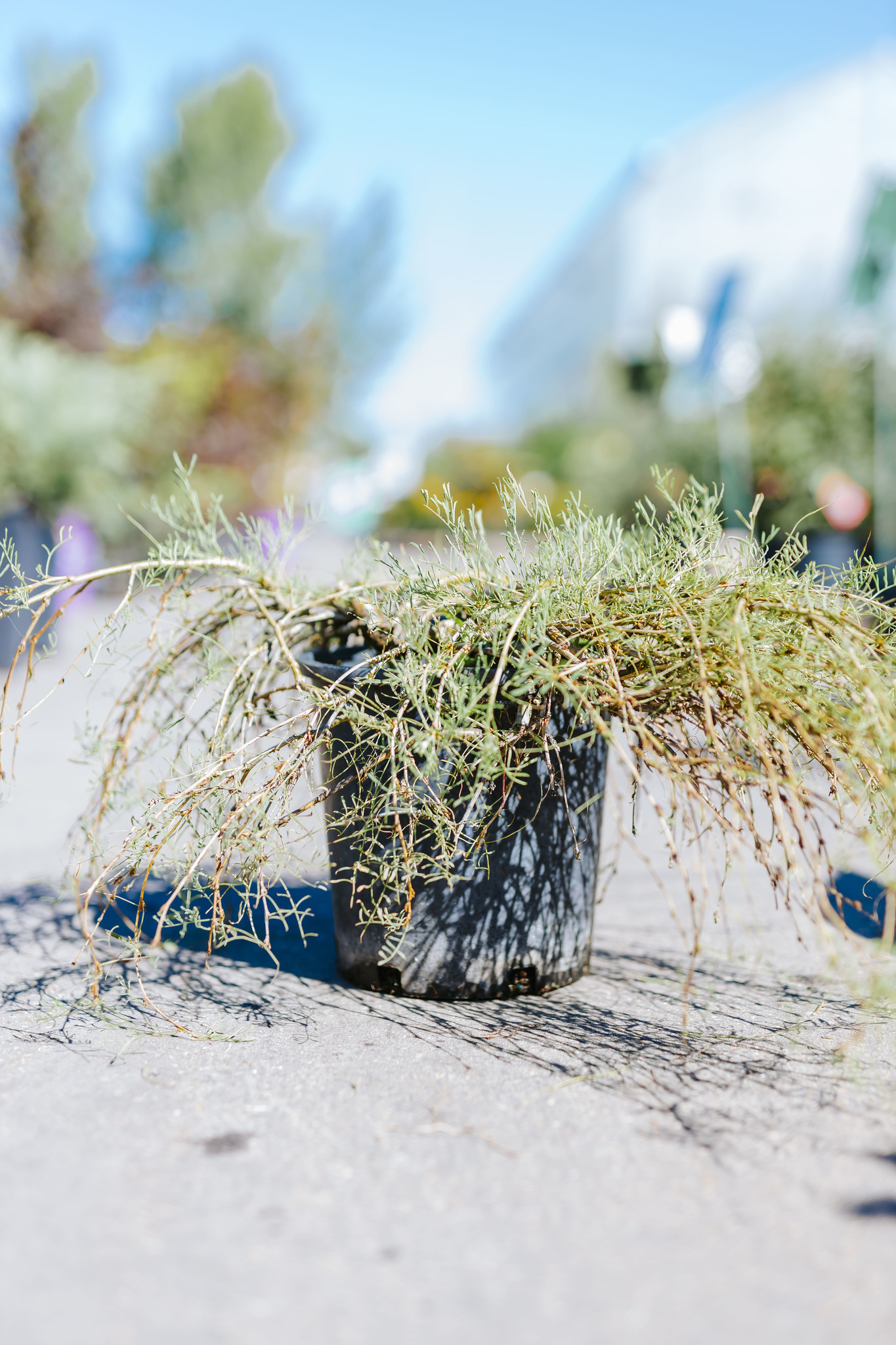 Caragana Walkers Weeping