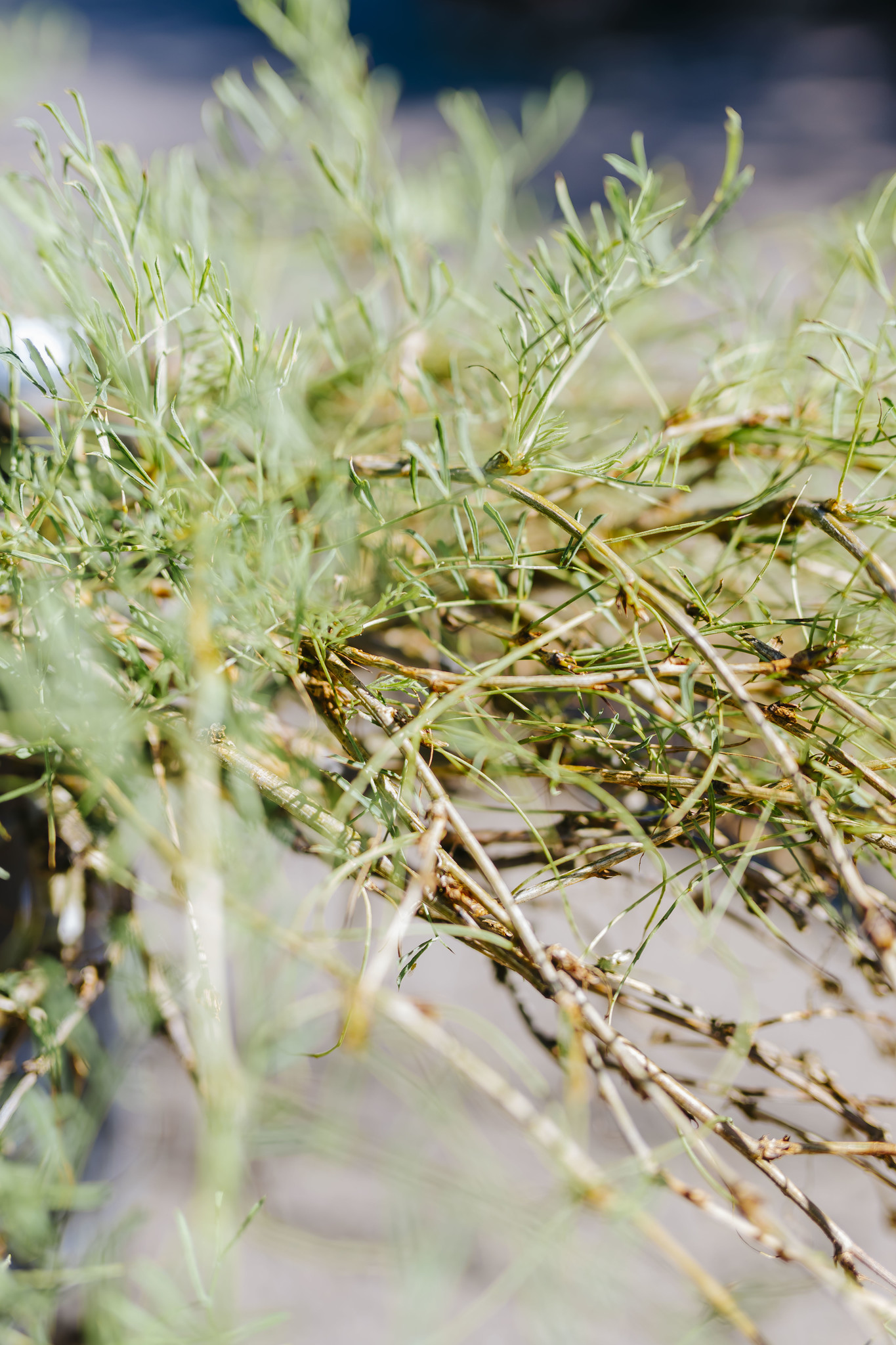 Caragana Walkers Weeping