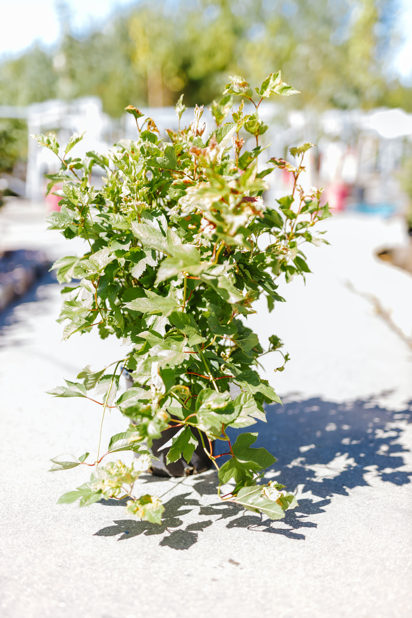 Cranberry American Dwarf