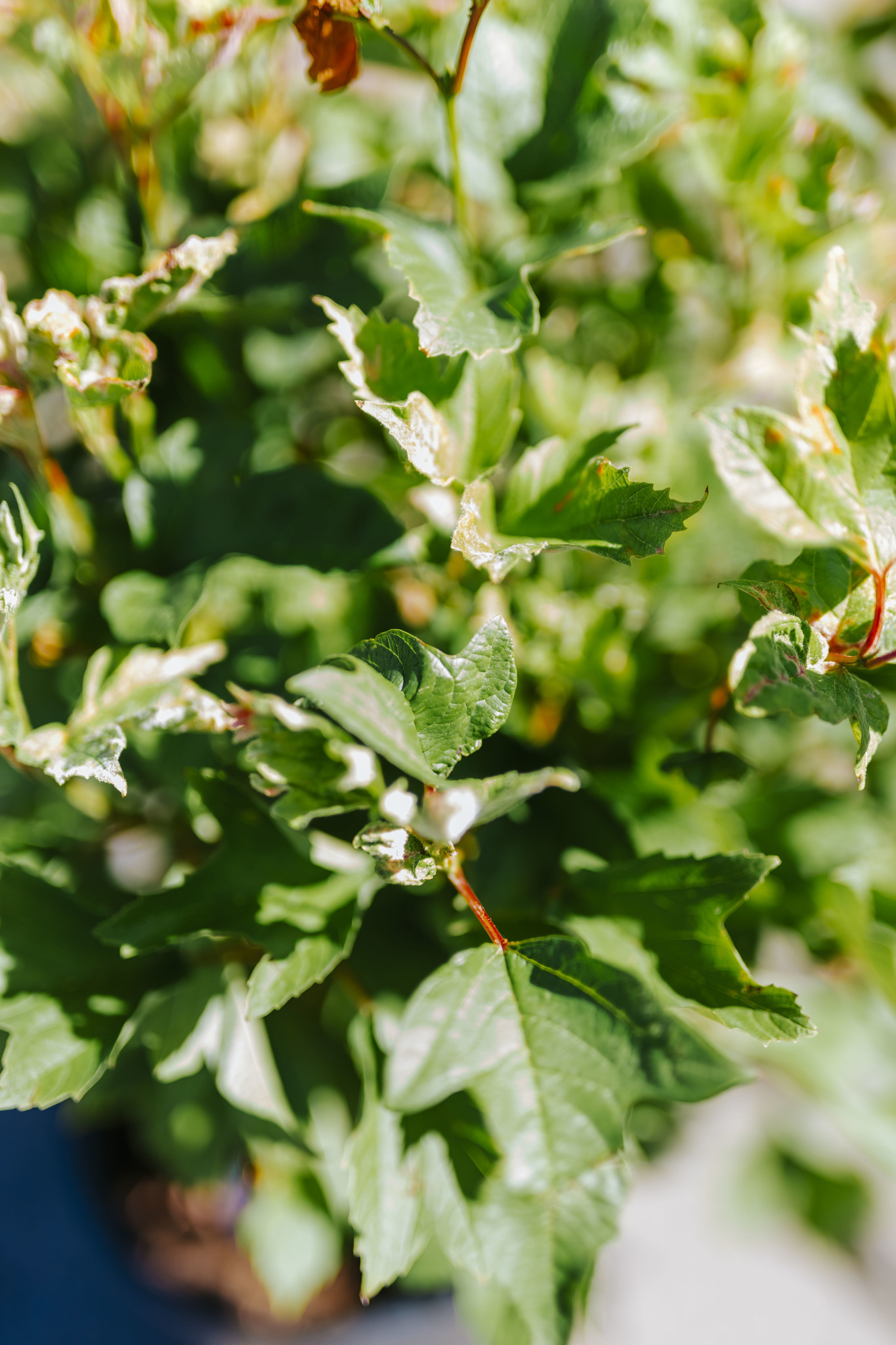 Cranberry American Dwarf