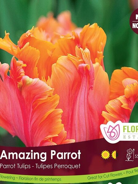 Florissa Tulip Amazing Parrot Bulb