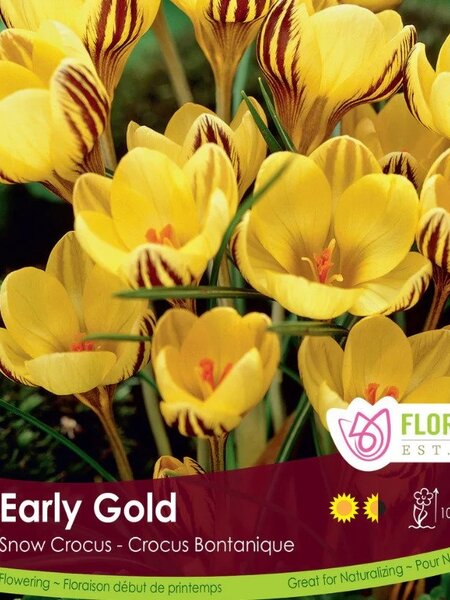 Florissa Snowcrocus Early Gold Bulb