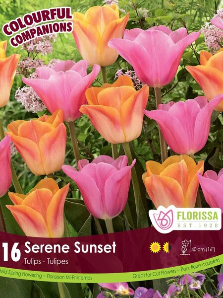 Florissa Tulip Serene Sunset Bulb