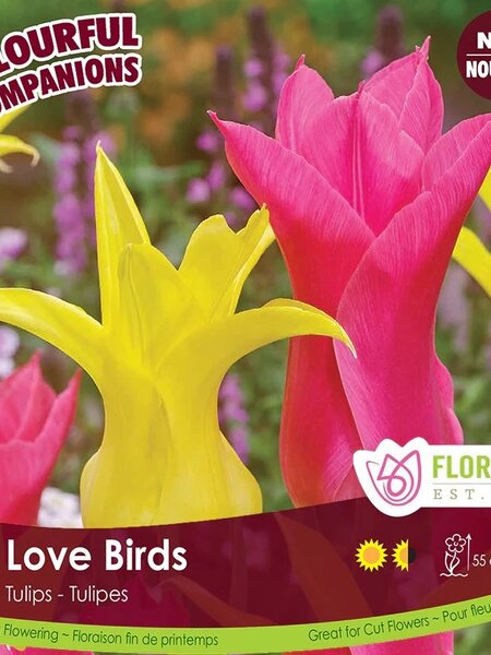 Florissa Tulip Love Birds Bulb
