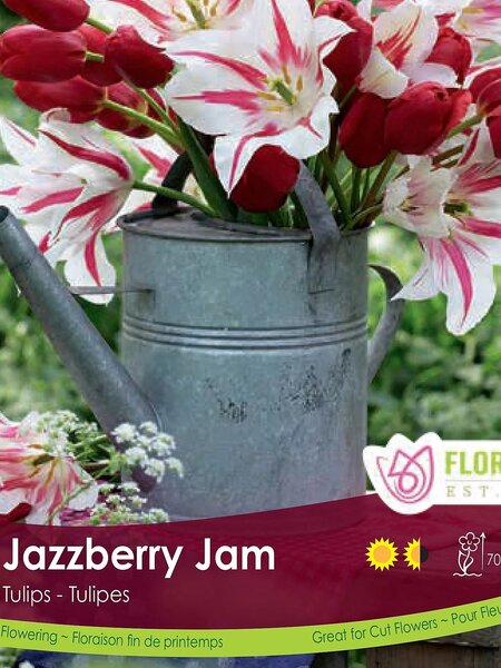 Florissa Tulip Jazzberry Jam Bulb