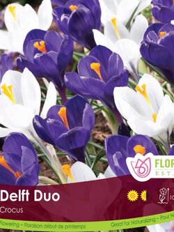Florissa Crocus Delft Duo
