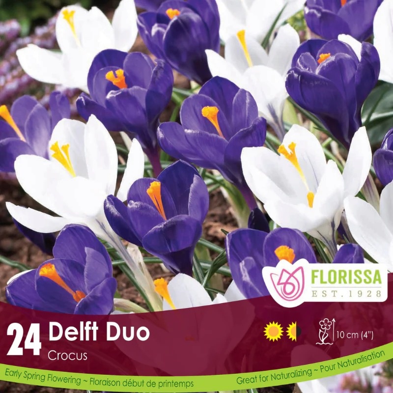 Florissa Crocus Delft Duo