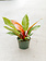 Dutch Growers Philodendron Prince of Orange