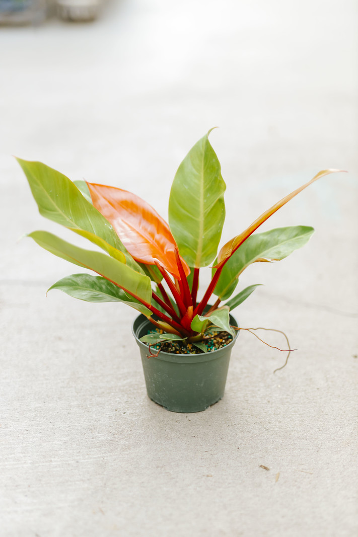 Dutch Growers Philodendron Prince of Orange
