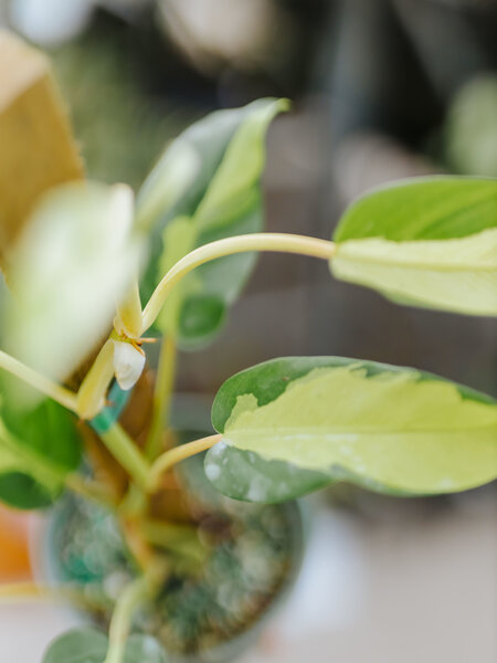 Philodendron Thai Sunrise Totem 6"