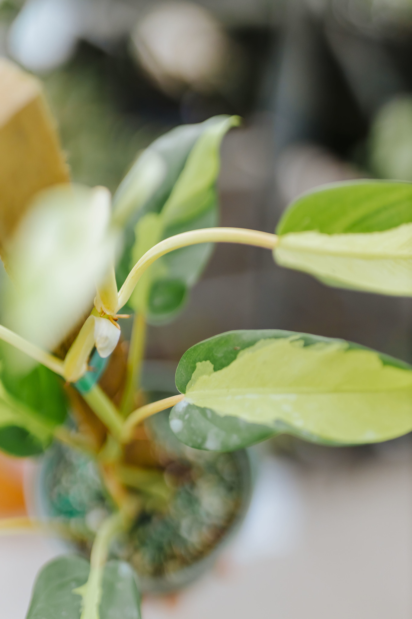 Philodendron Thai Sunrise Totem 6"