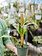 Philodendron Thai Sunrise Totem 6"