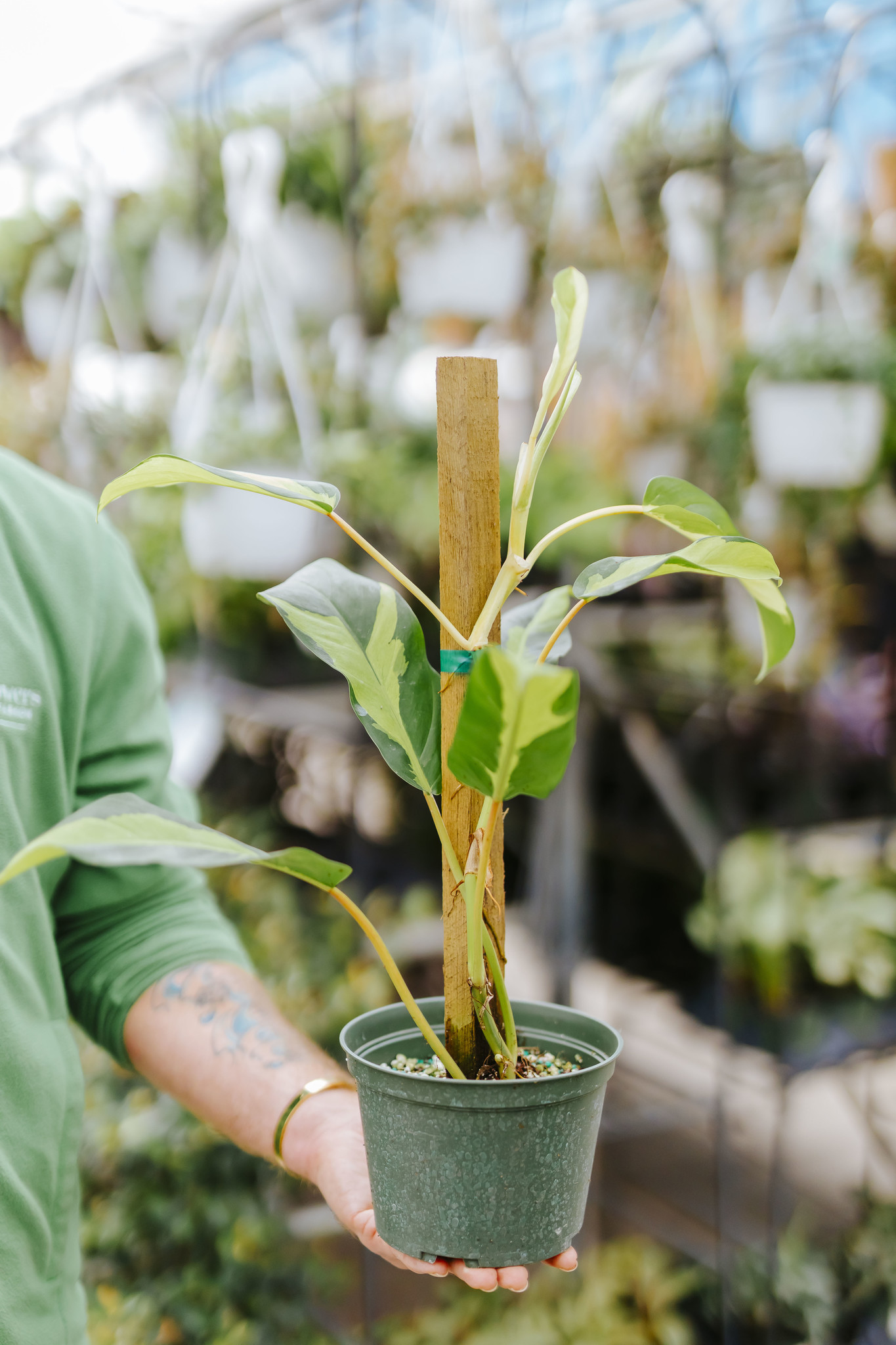 Philodendron Thai Sunrise Totem 6"