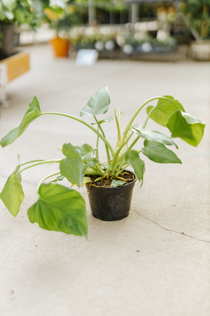 Dutch Growers Philodendron Giganteum 6"