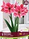 Amaryllis Gervase
