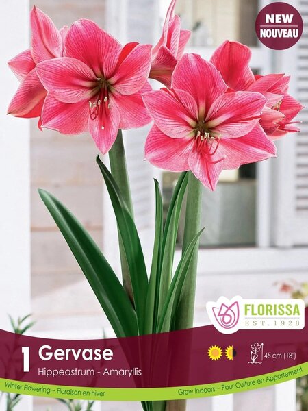 Amaryllis Gervase
