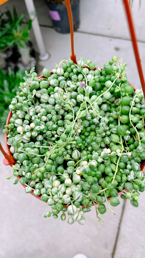 Dutch Growers String of Pearls Variegated