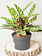 Calathea Lancifolia