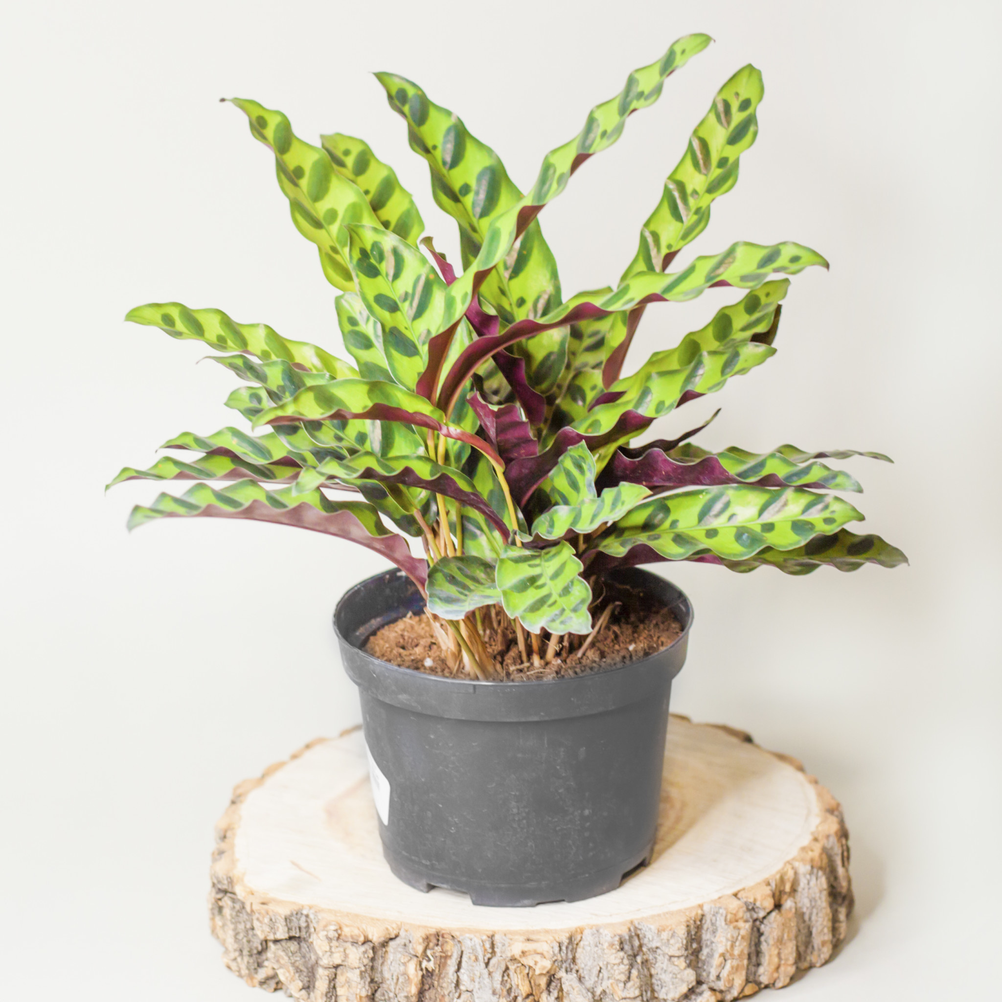 Calathea Lancifolia