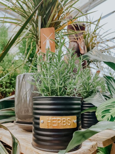Rosemary in Herb Pot 4"