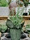 Rosemary 4"