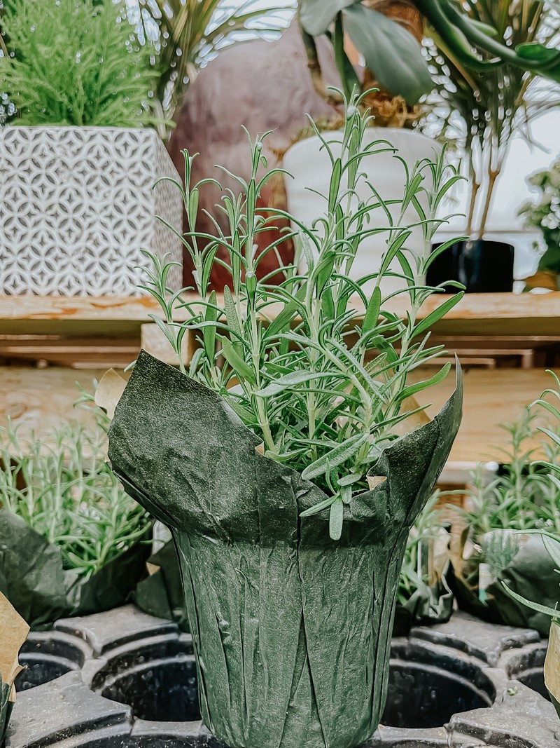 Rosemary 4"