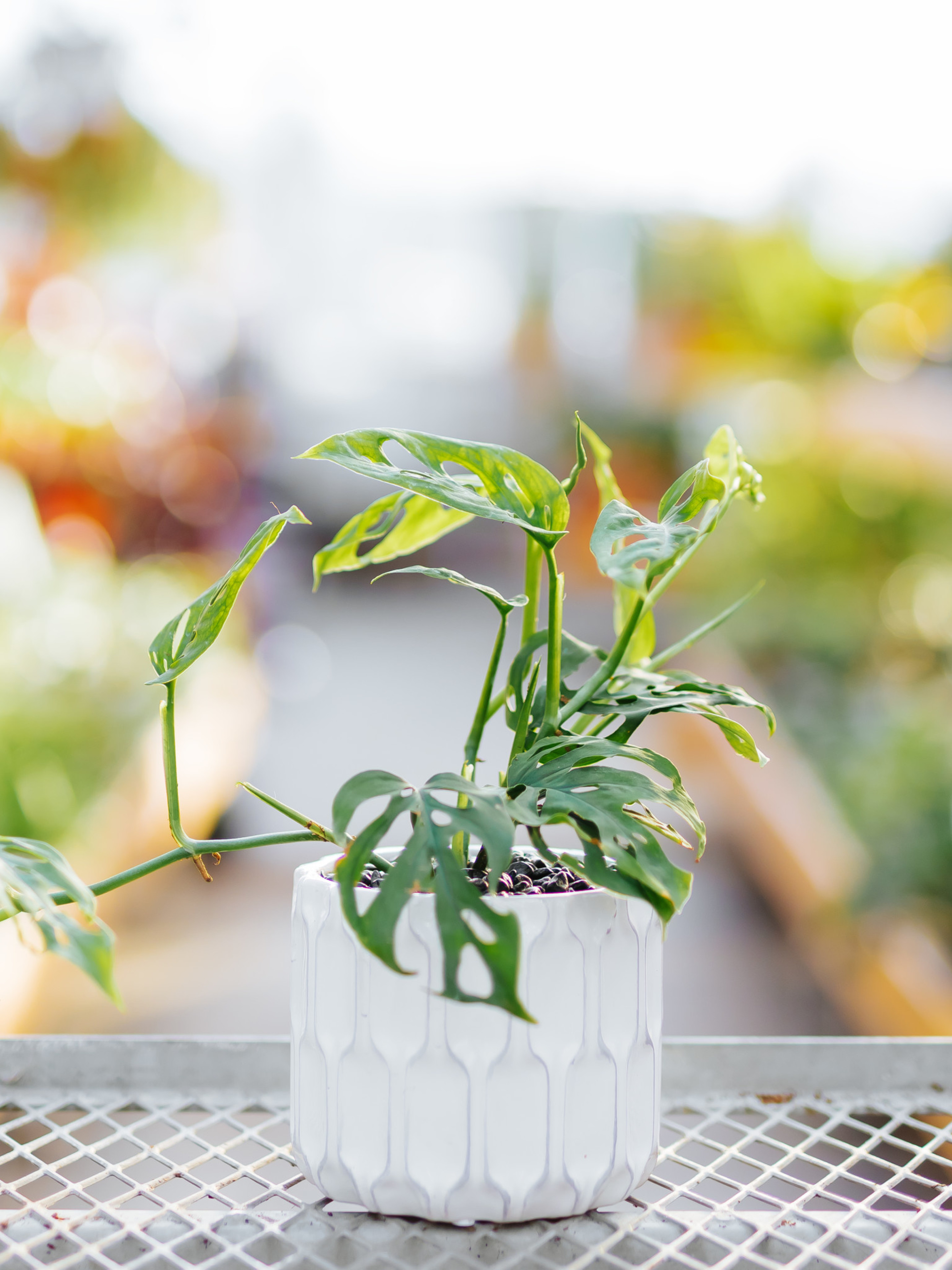 Potted Plants Near Me Dutch Growers Saskatoon Dutch Growers Saskatoon