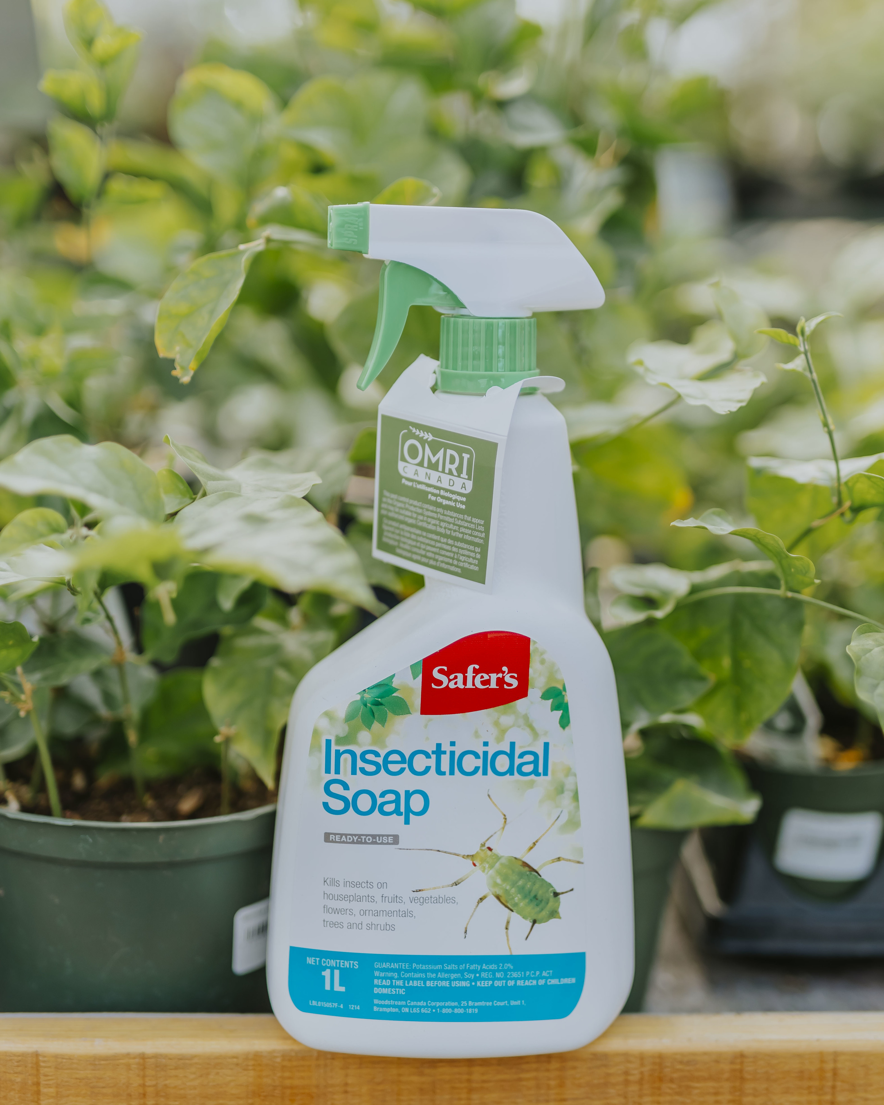 Insecticidal Soap RTU 1L Dutch Growers Saskatoon