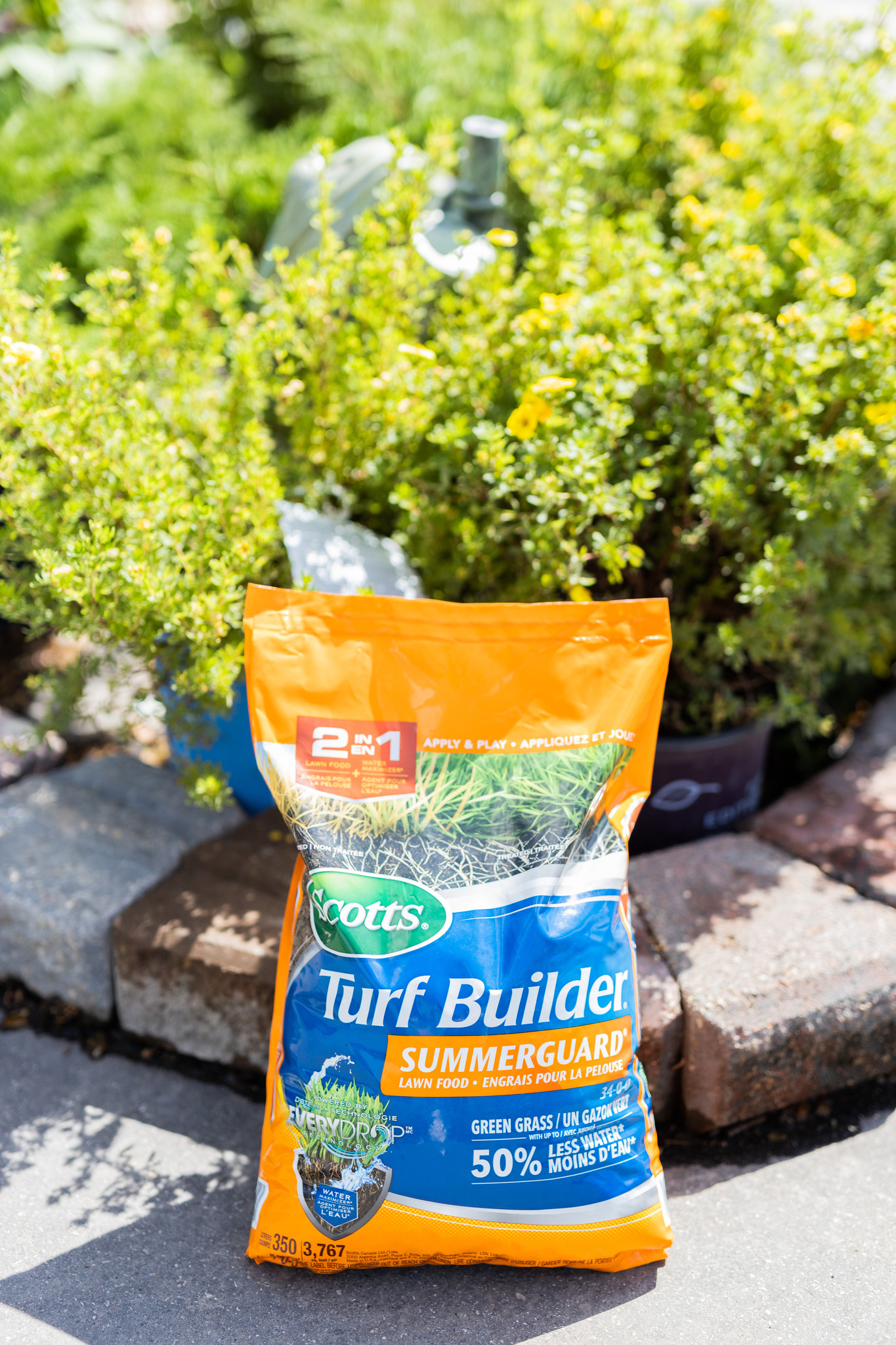Scotts turf builder sale summerguard