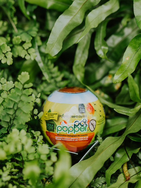 Nema Globe Nematode Globe Pot Poppers