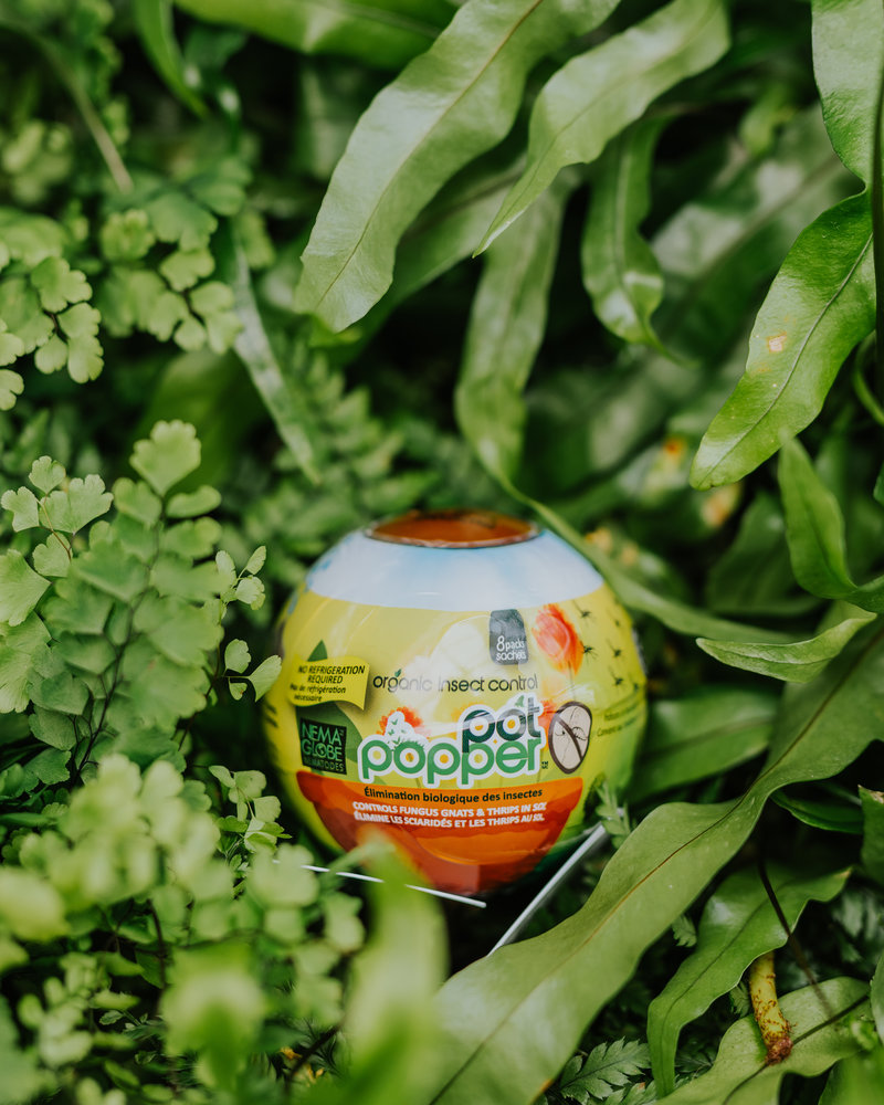 Nema Globe Nematode Globe Pot Poppers