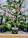 Dutch Growers Dendrobium 4"