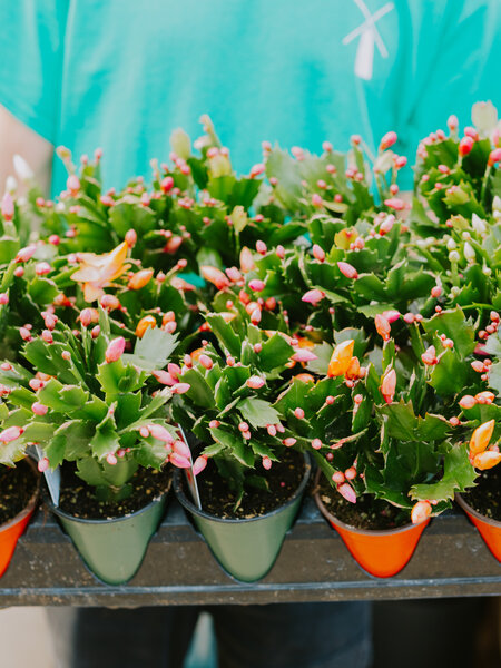 Zygocactus