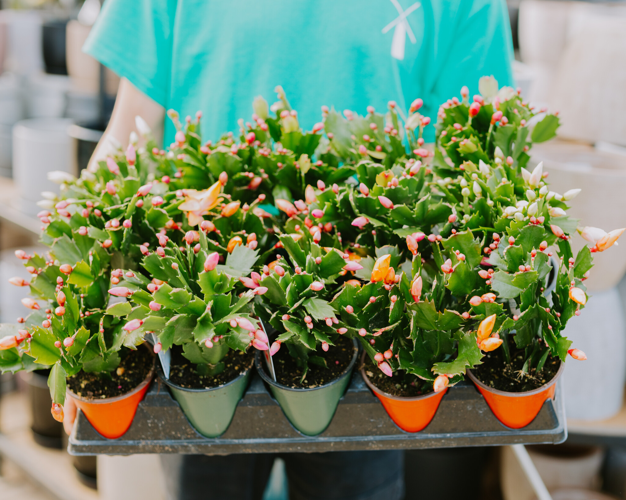 Zygocactus