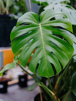 Monstera Split Leaf