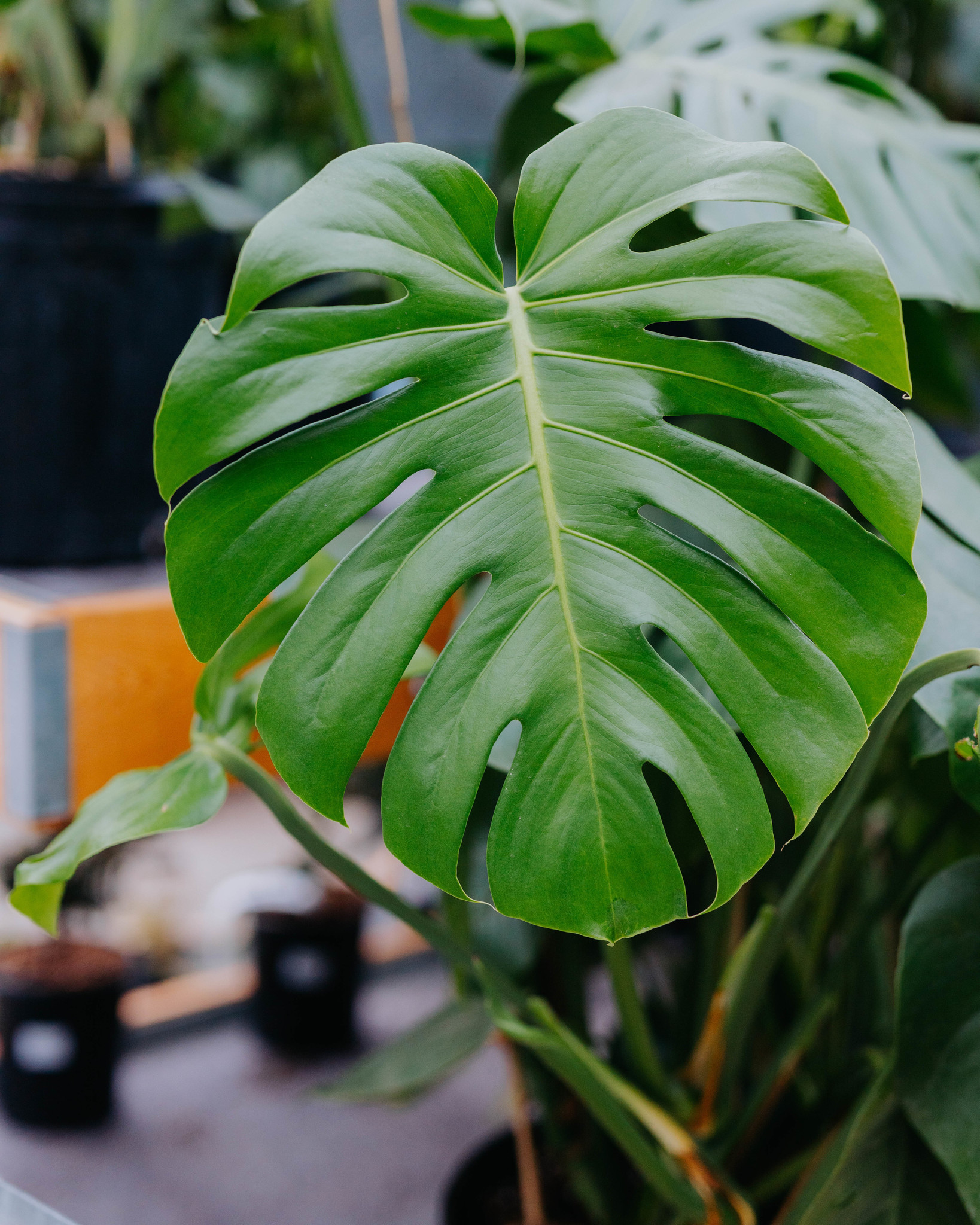 Monstera Split Leaf
