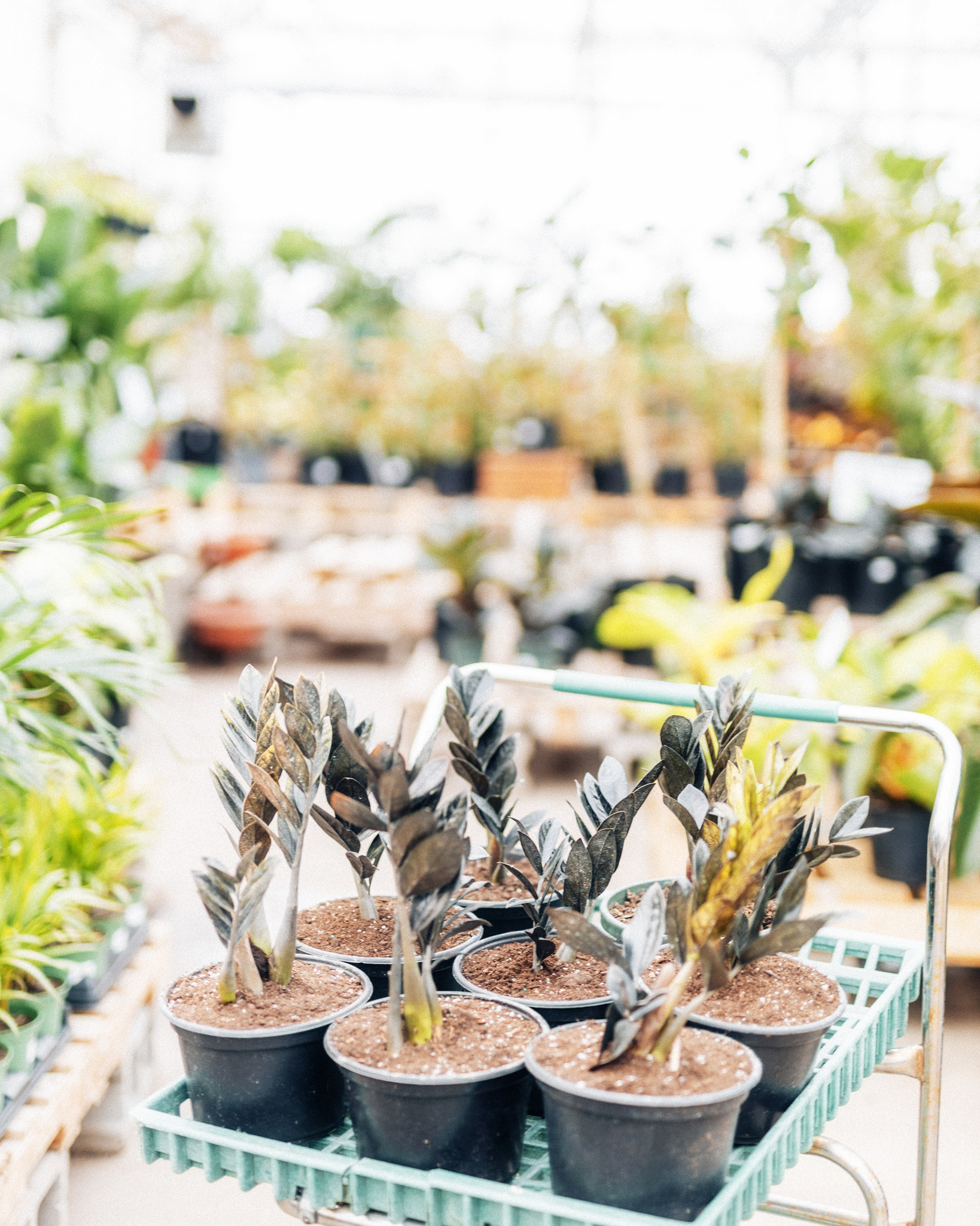 Black Raven ZZ Plant