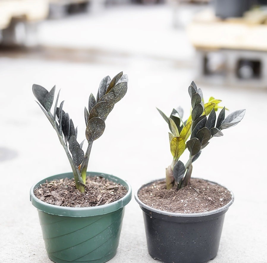 Black Raven ZZ Plant