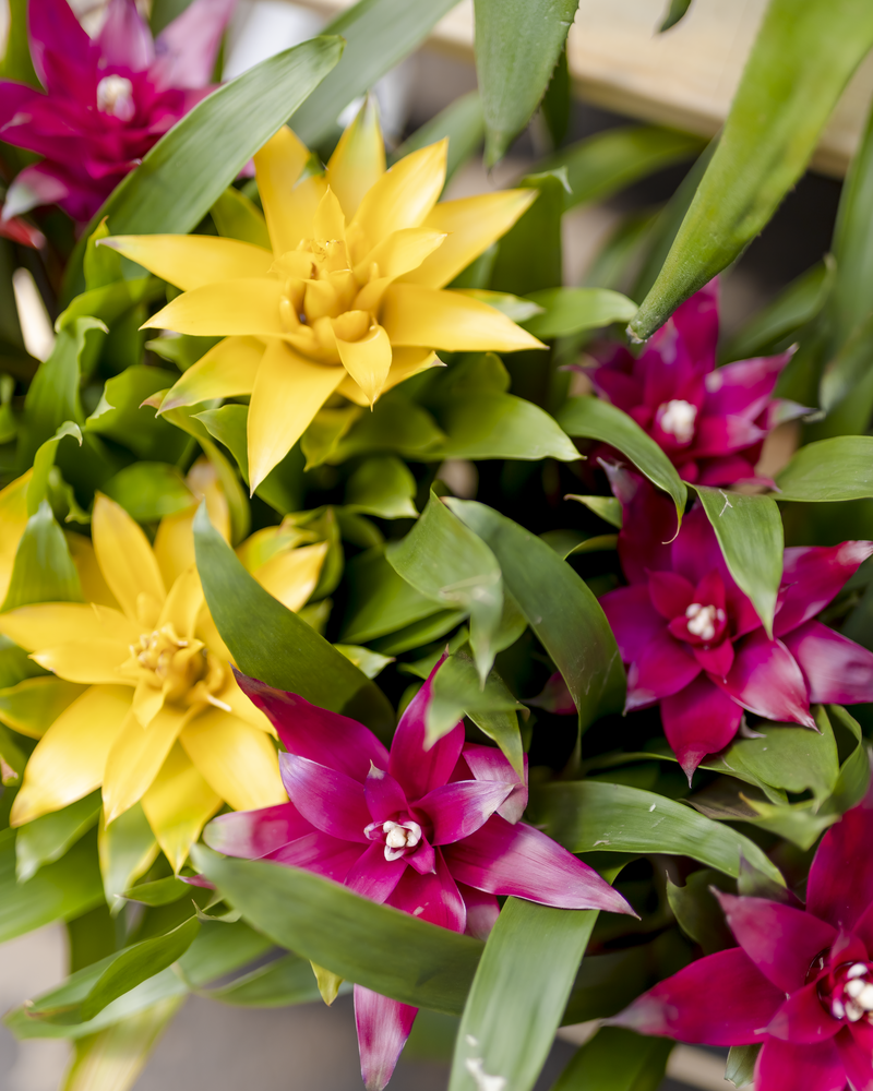 Bromeliad 6"