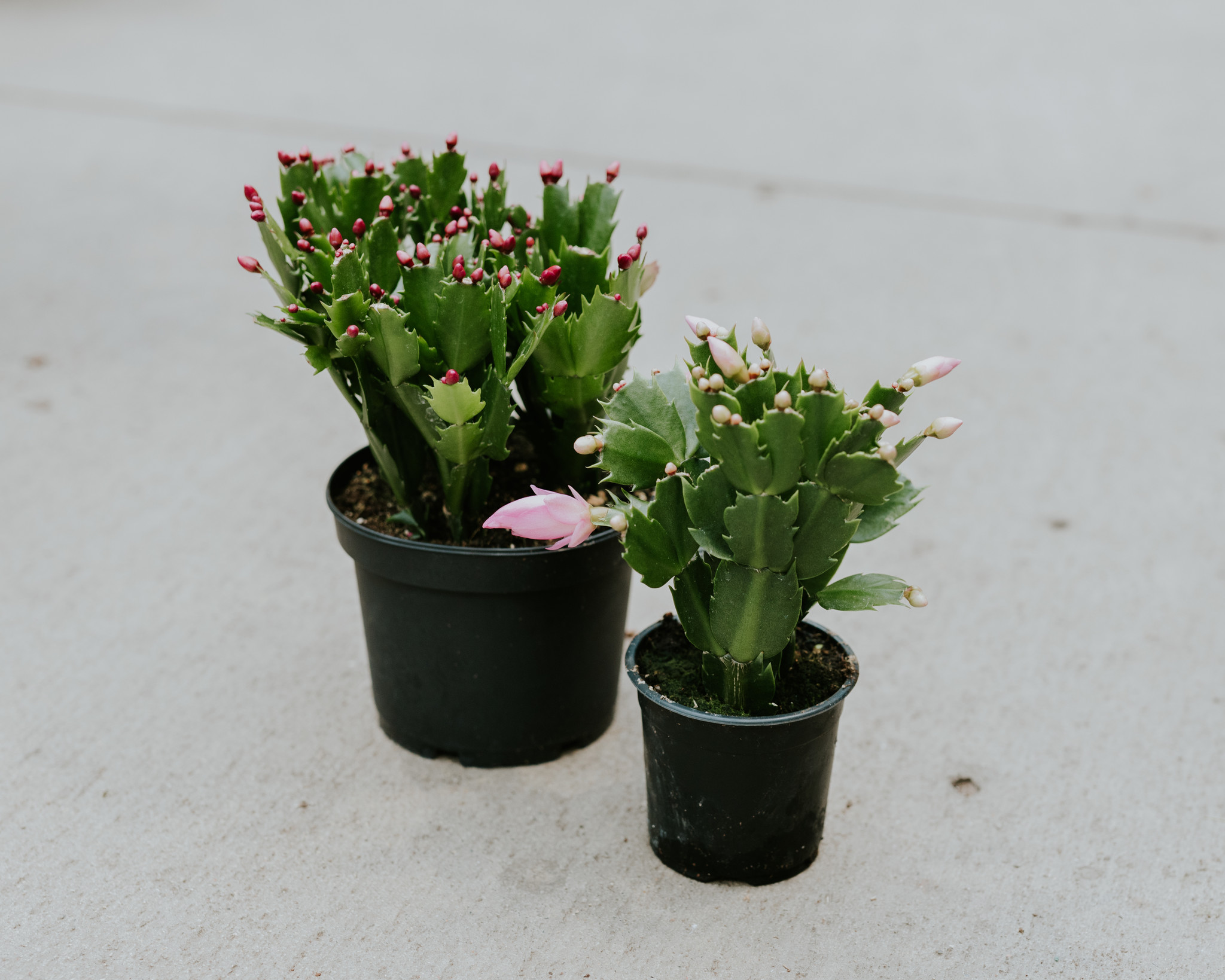 Zygocactus