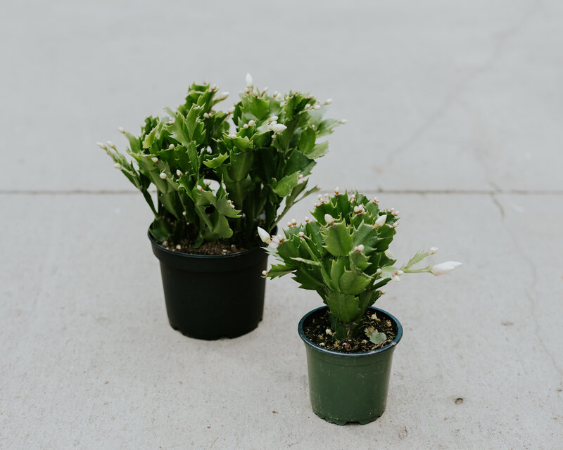 Zygocactus