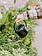 Watering Can