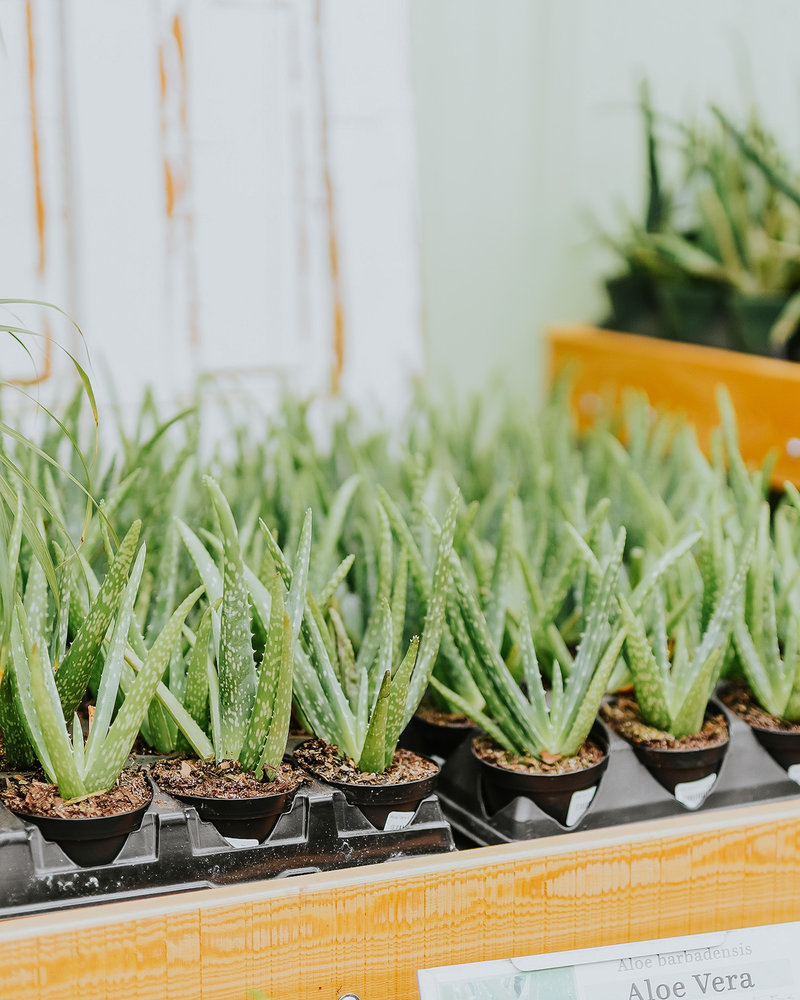 Aloe Vera - Dutch Growers Saskatoon