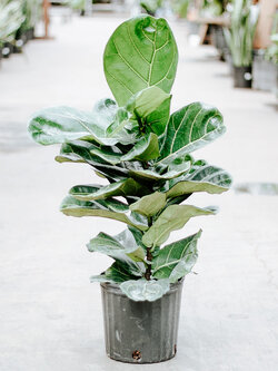 Ficus Fiddle Leaf Bush
