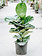 Ficus Fiddle Leaf Bush