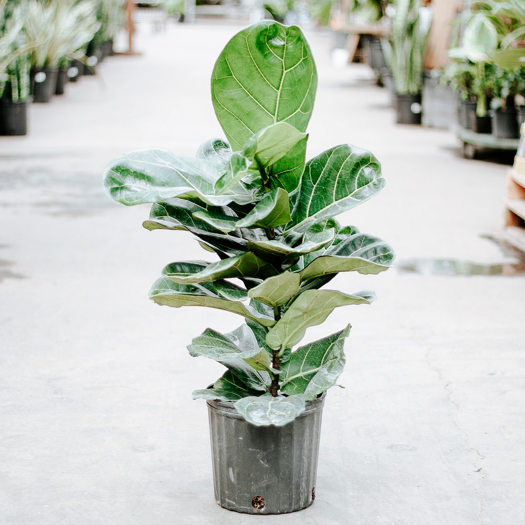 Ficus Fiddle Leaf Bush