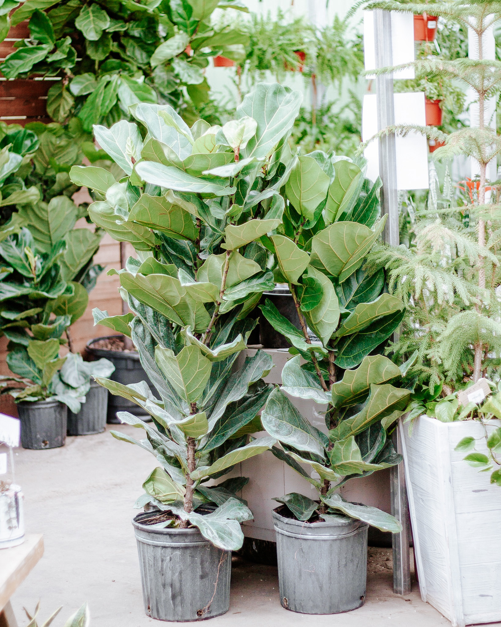 Ficus Fiddle Leaf Bush